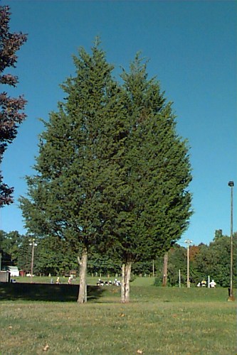 red cedar
